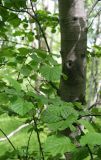 Alnus hirsuta