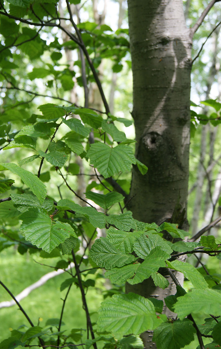 Image of Alnus hirsuta specimen.