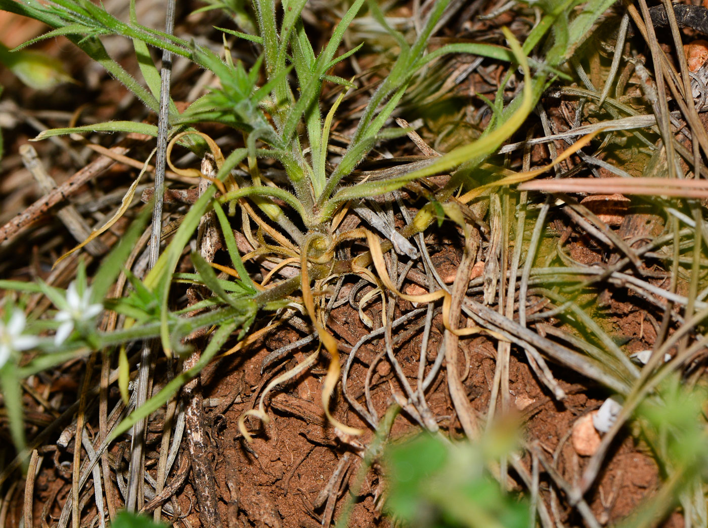 Image of Minuartia decipiens specimen.