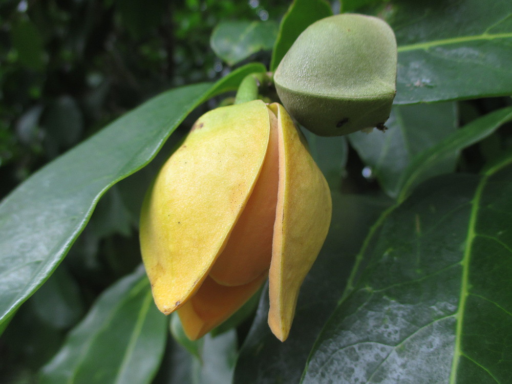 Image of Annona montana specimen.