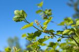 Ribes alpinum. Веточка с соцветиями. Ленинградская обл., Кировский р-н, окр. дер. Петровщина, замшелый и закустаренный луг на известняке. 04.06.2017.