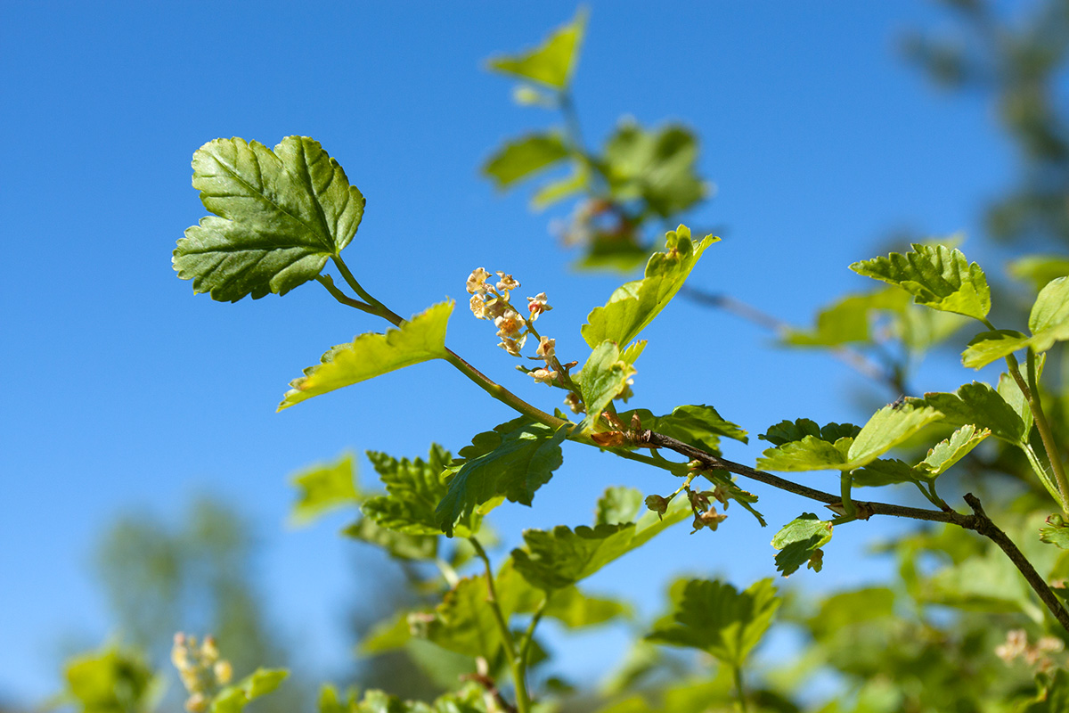 Image of Ribes alpinum specimen.