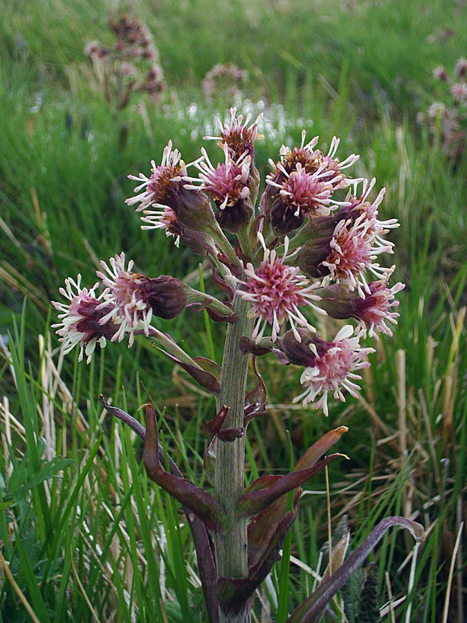 Изображение особи Petasites frigidus.