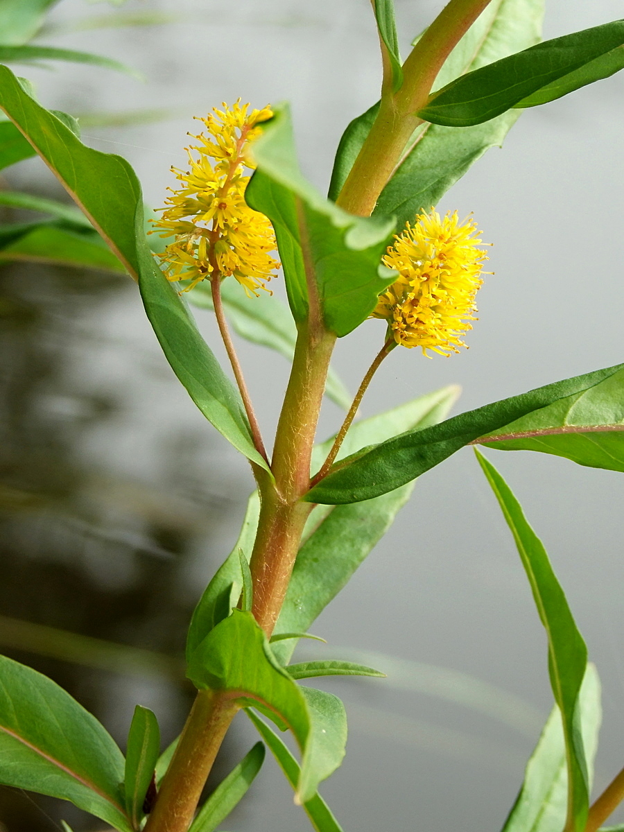 Изображение особи Naumburgia thyrsiflora.