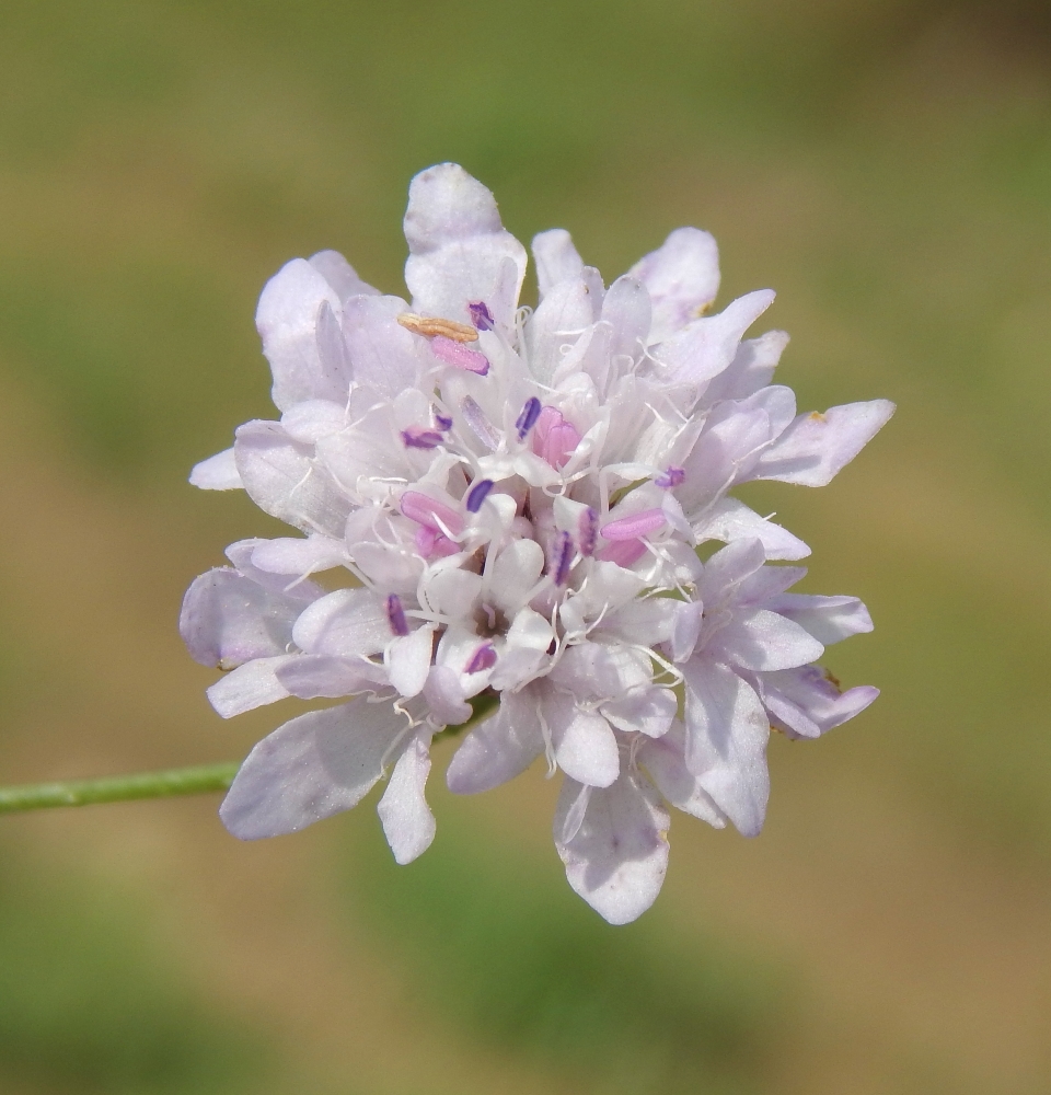 Image of Cephalaria transsylvanica specimen.