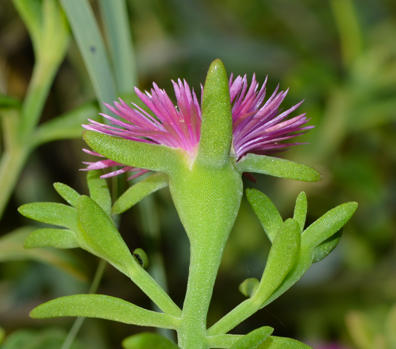 Image of genus Aptenia specimen.