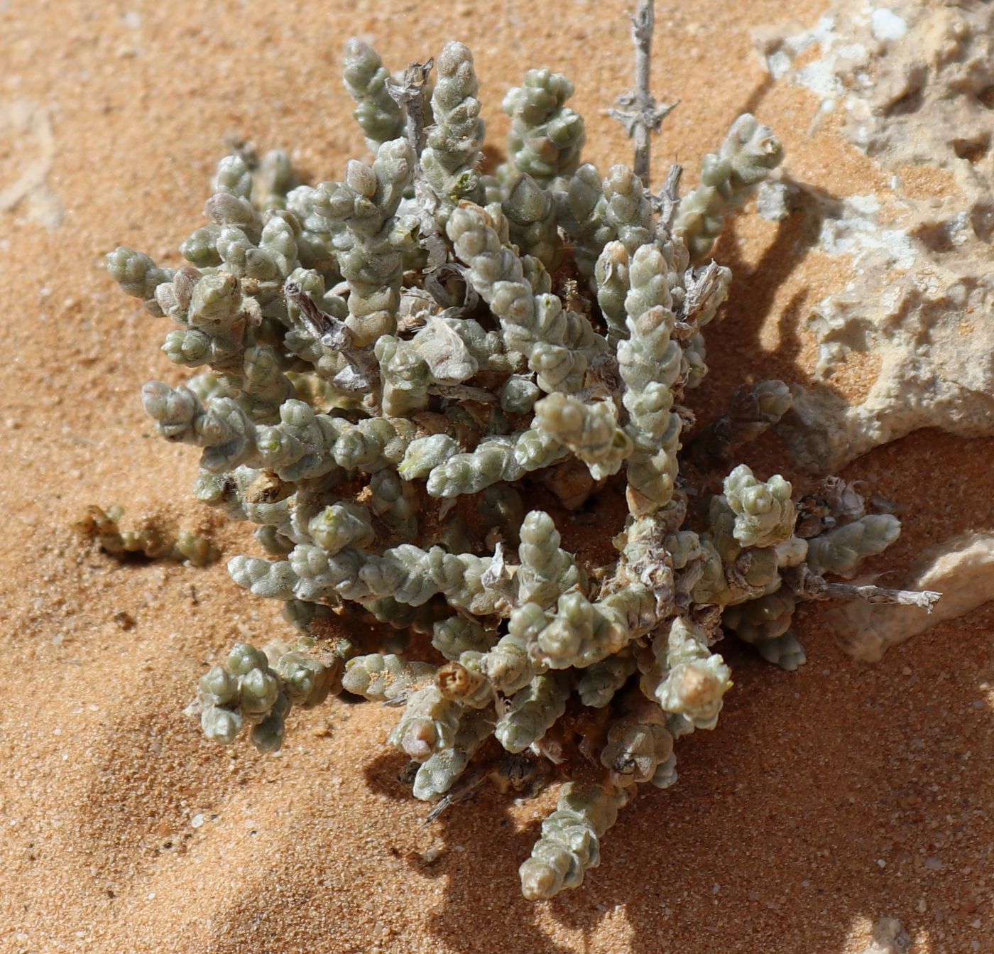 Image of Salsola tetragona specimen.