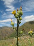 Picris nuristanica. Верхушка цветущего растения. Южный Казахстан, Таласский Алатау, запов. Аксу-Жабаглы, ущ. Улькен-Каинды, 2050 м н.у.м., лугово-степной пояс. 15 июля 2017 г.