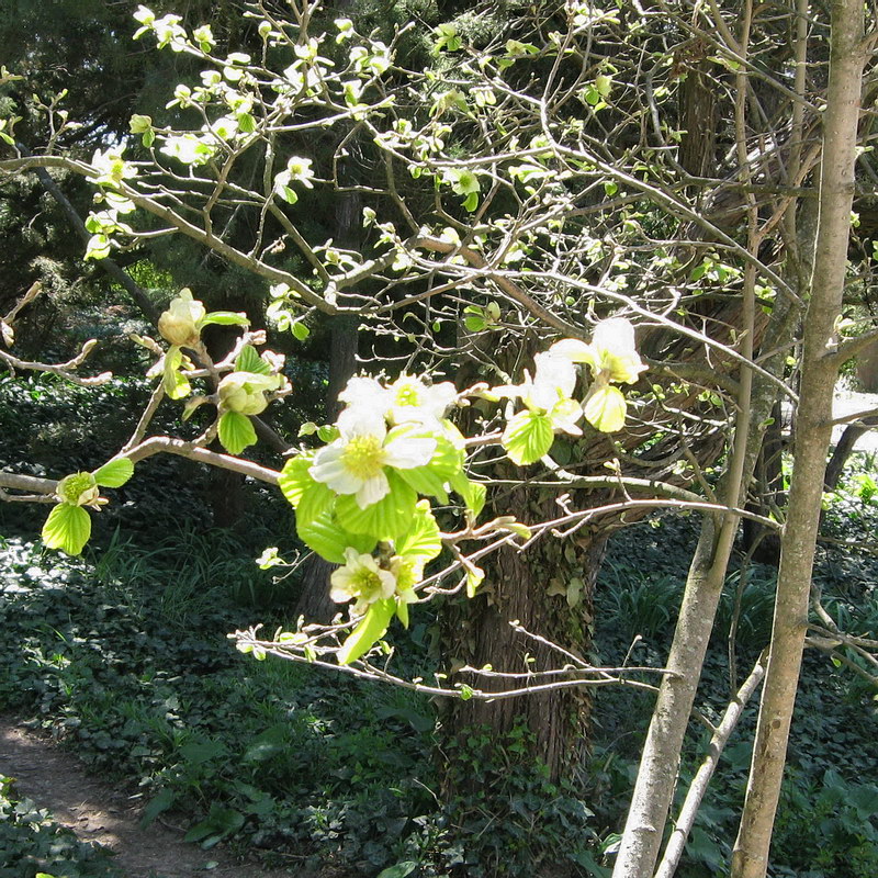 Изображение особи Parrotiopsis jacquemontiana.