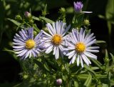 Symphyotrichum novi-belgii