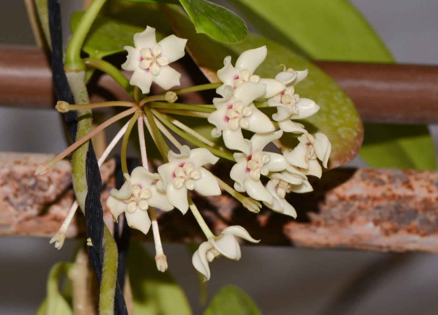 Image of genus Hoya specimen.
