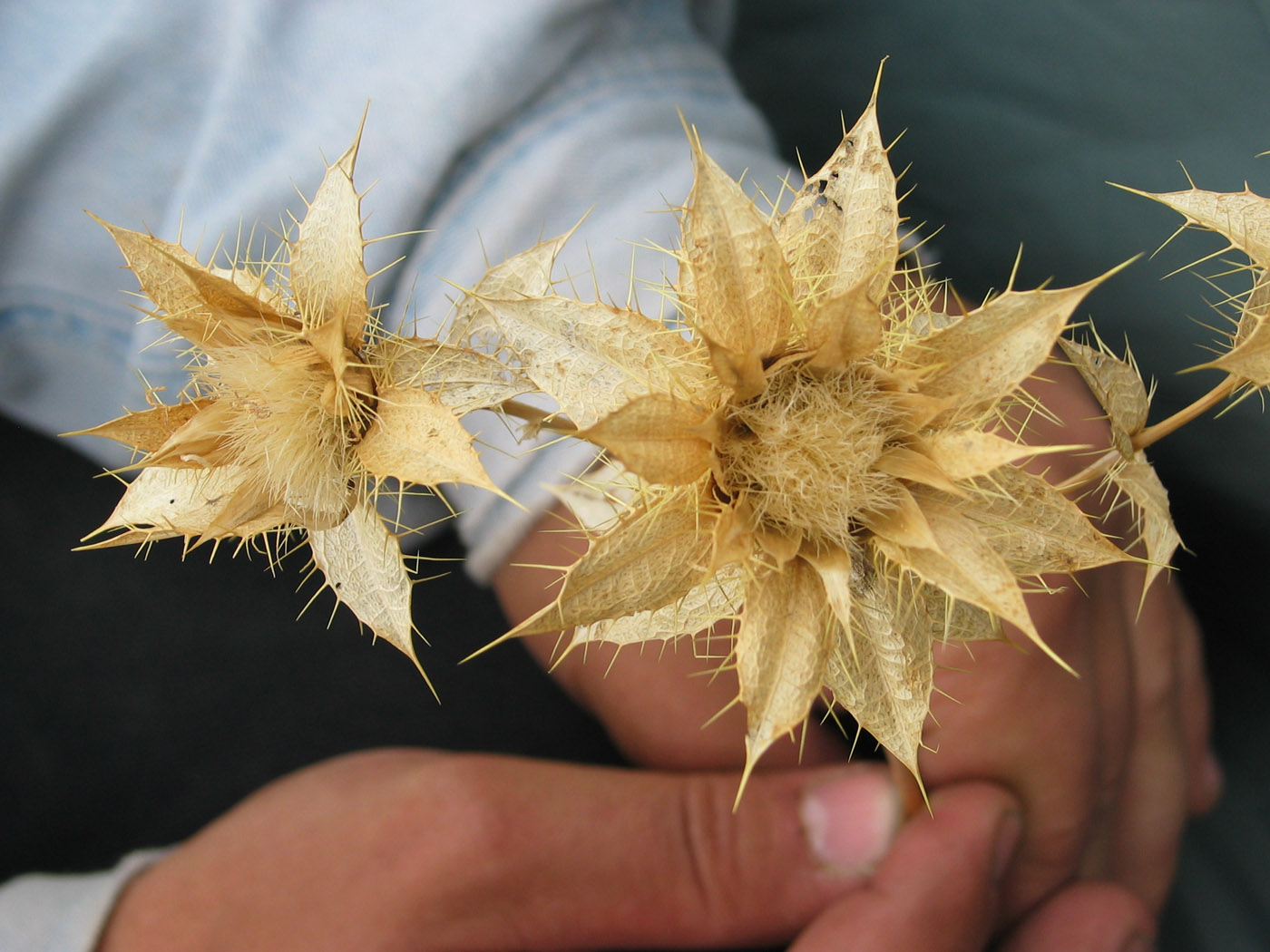 Image of Carthamus tinctorius specimen.