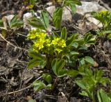 Sibbaldia semiglabra