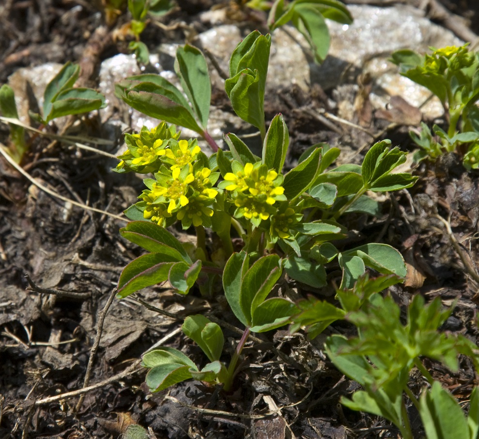 Image of Sibbaldia semiglabra specimen.