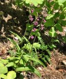 Epipactis atrorubens