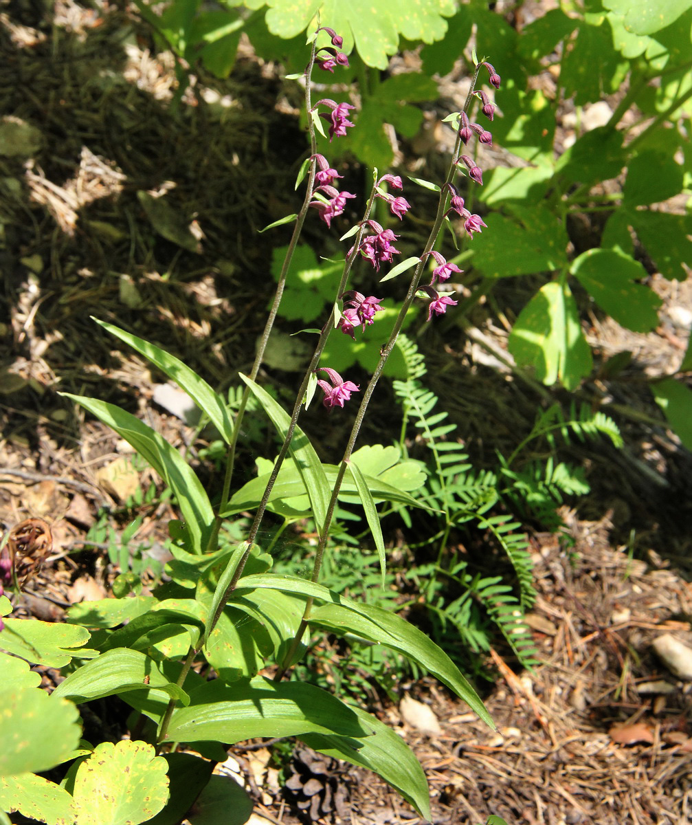 Изображение особи Epipactis atrorubens.