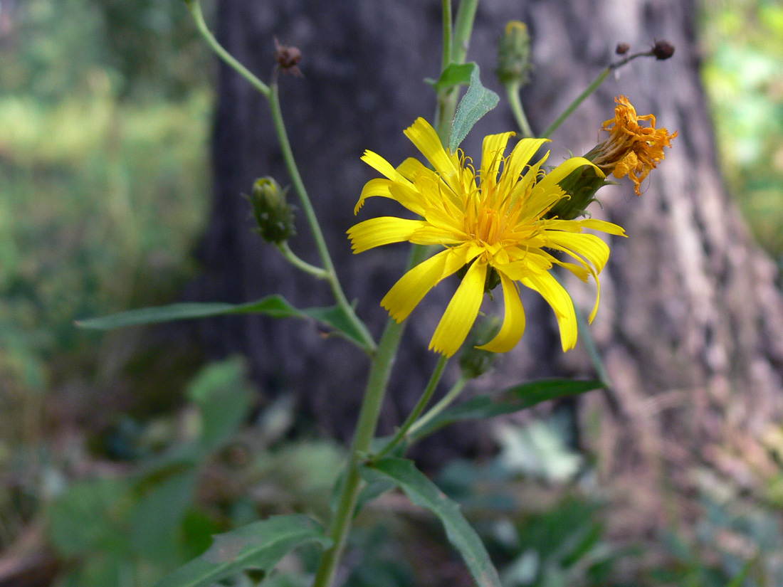 Изображение особи Hieracium umbellatum.