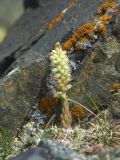 Orostachys spinosa