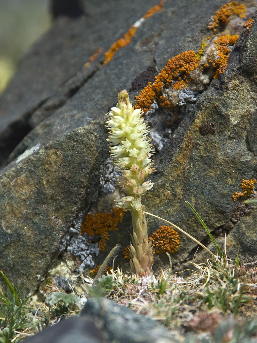 Изображение особи Orostachys spinosa.