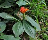 Costus productus