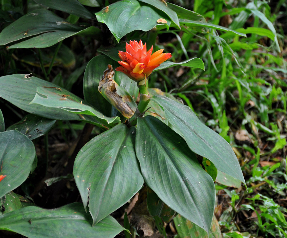 Image of Costus productus specimen.