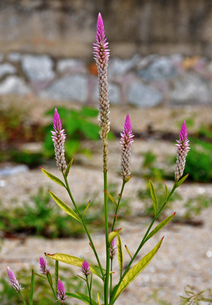 Изображение особи Celosia spicata.