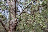 Populus euphratica. Ветви с разными листьями на взрослом дереве. Израиль, долина р. Иордан чуть ниже оз. Кинерет, склон к руслу реки. 11.03.2018.