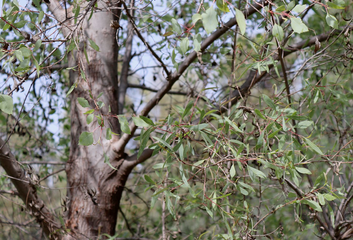 Изображение особи Populus euphratica.