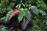 Blechnum vestitum. Вайи. Малайзия, Камеронское нагорье, ≈ 1500 м н.у.м., опушка влажного тропического леса. 03.05.2017.