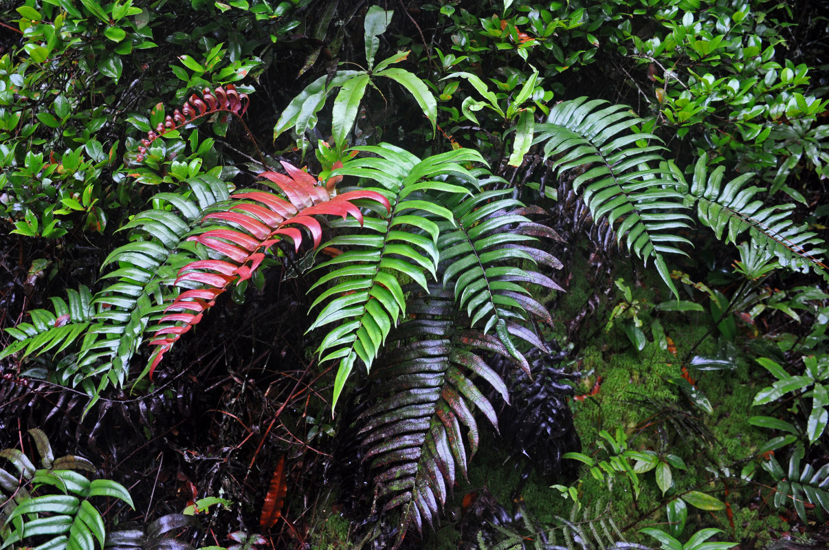 Image of Blechnum vestitum specimen.