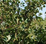 Crataegus chlorocarpa