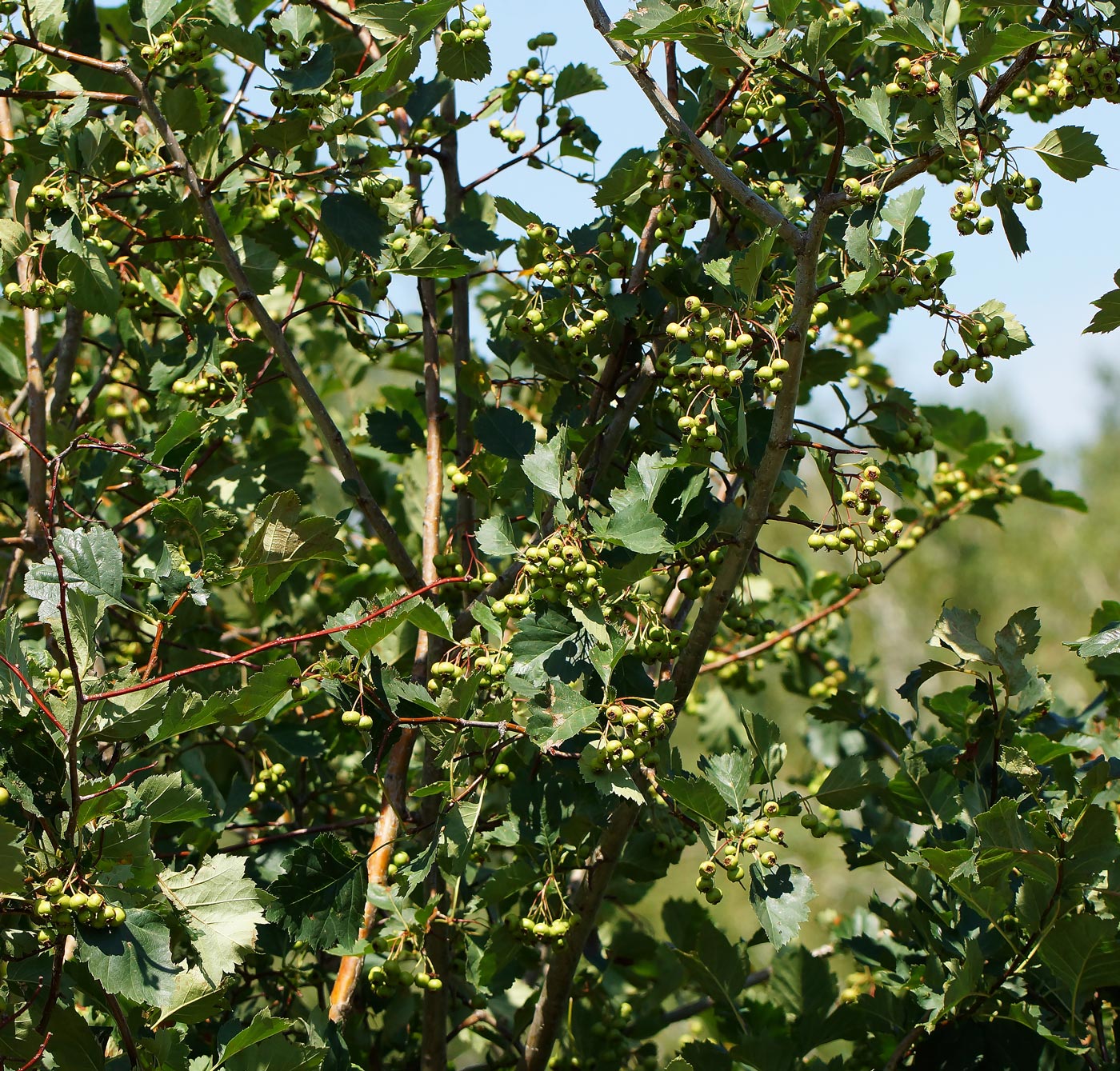 Изображение особи Crataegus chlorocarpa.