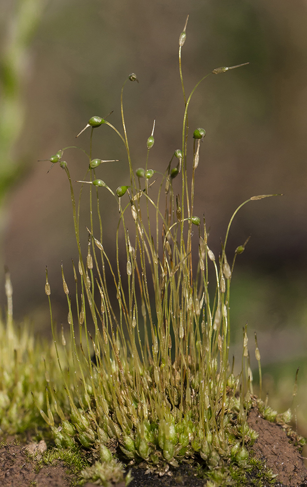 Image of Funaria hygrometrica specimen.