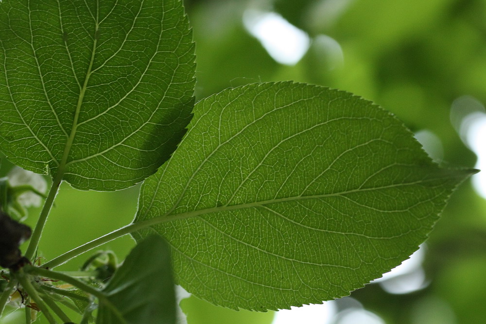 Image of Malus prunifolia specimen.