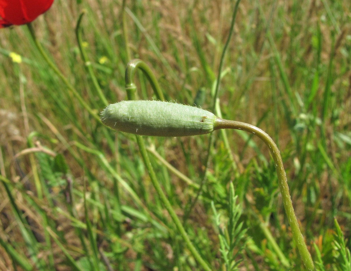 Image of Roemeria refracta specimen.