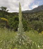 Verbascum speciosum