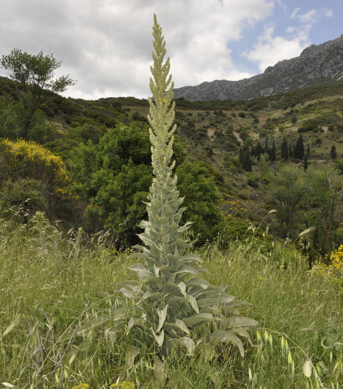 Изображение особи Verbascum speciosum.