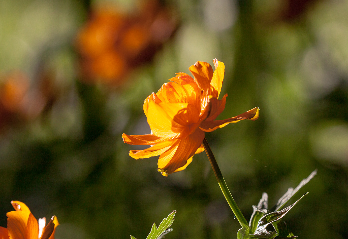 Изображение особи Trollius asiaticus.