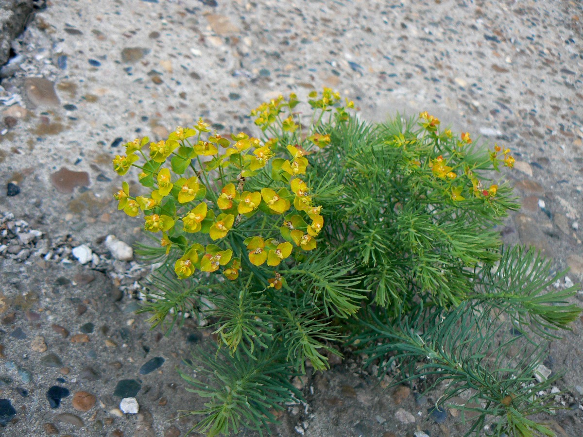 Изображение особи Euphorbia cyparissias.