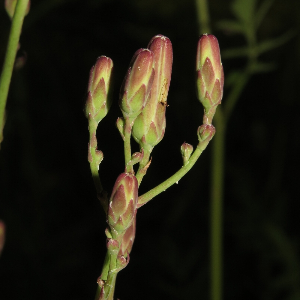 Изображение особи Lactuca tatarica.