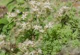 Sedum pallidum ssp. bithynicum