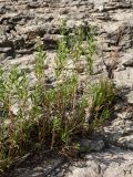 Achillea cartilaginea