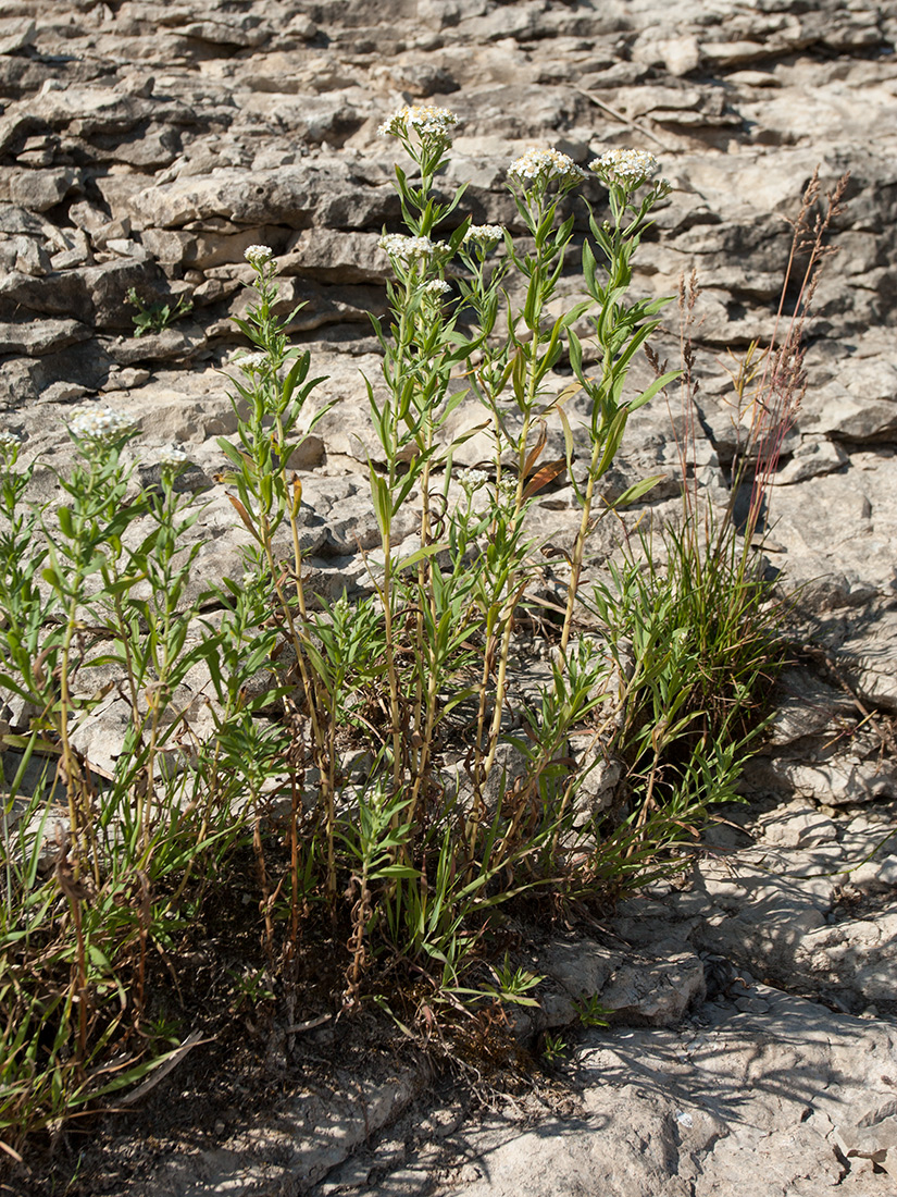 Image of Achillea cartilaginea specimen.