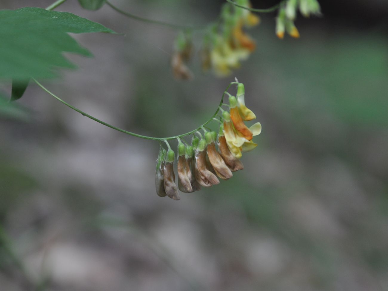 Image of Vicia crocea specimen.