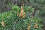 Pinus sylvestris подвид hamata. Верхушка ветви с микростробилами. Грузия, Боржоми-Харагаульский национальный парк, маршрут №1; гребень горного отрога, ≈ 1850 м н.у.м. 25.05.2018.