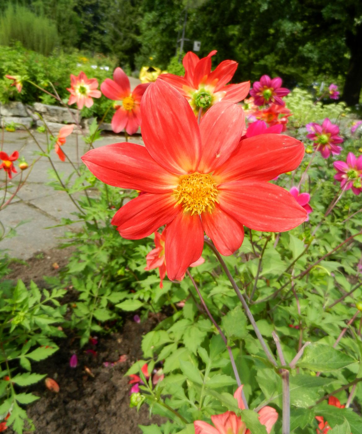 Изображение особи Dahlia coccinea.