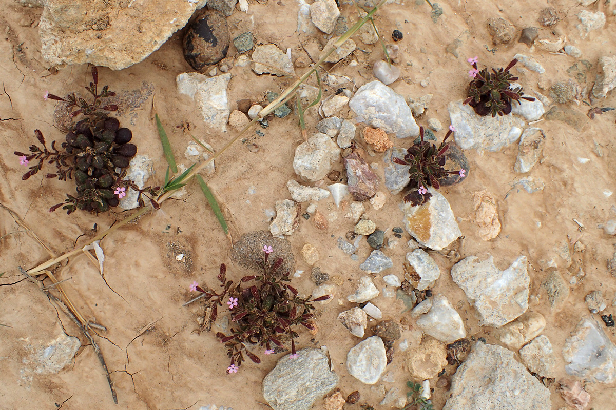 Image of Silene pentelica specimen.