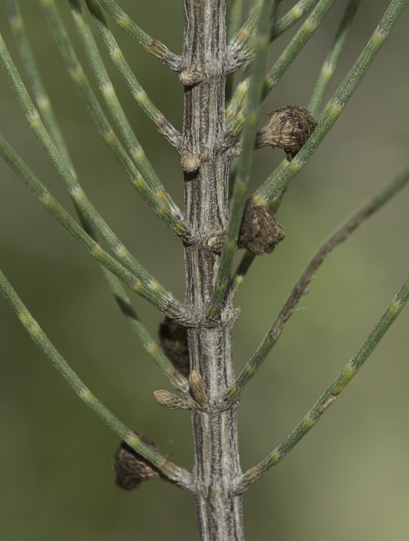 Изображение особи Allocasuarina inophloia.