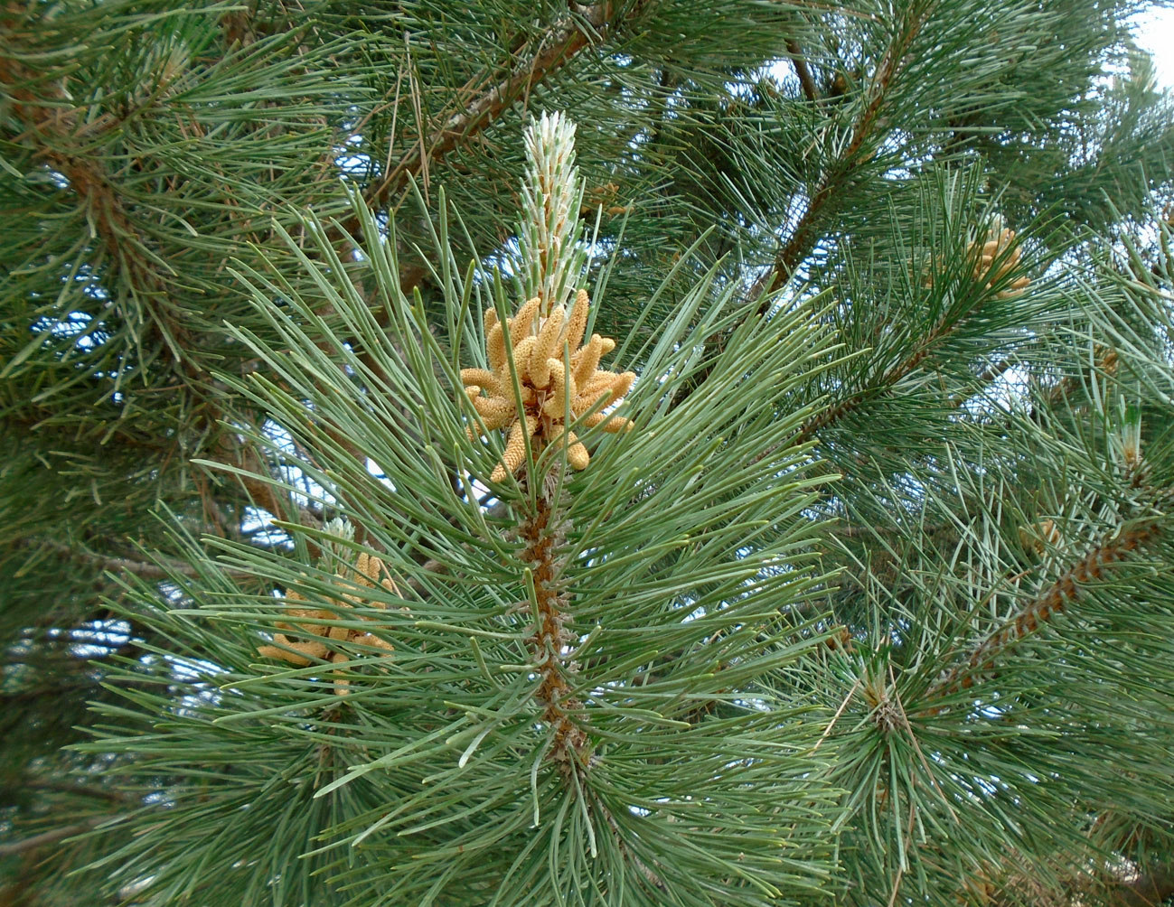 Image of genus Pinus specimen.