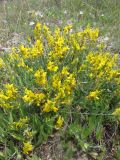 Genista taurica